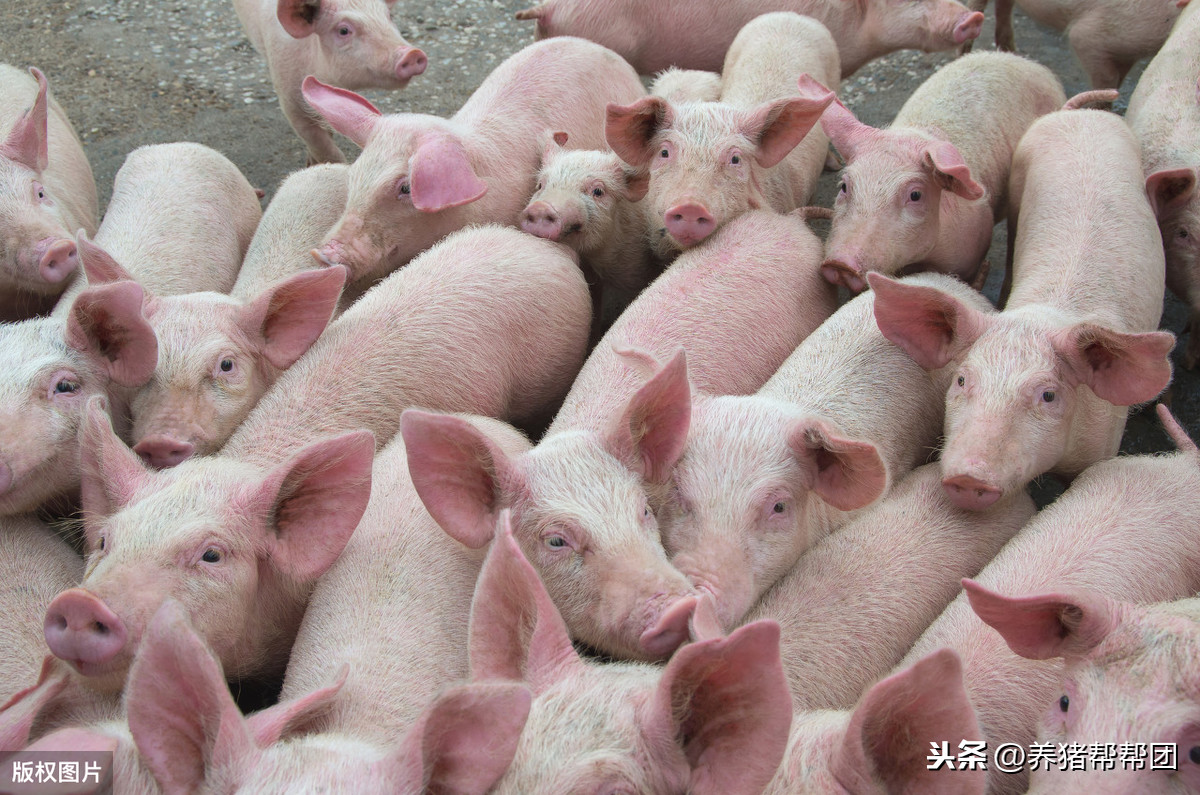 2020.5.17明天猪价「分享养猪户需要的信息解答养猪户养殖问题」