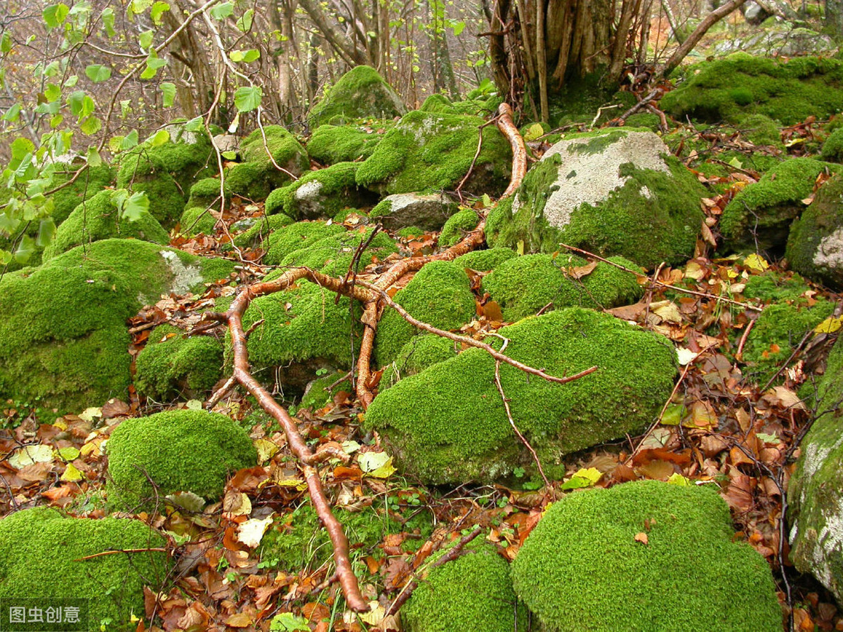 常见苔藓种类图片