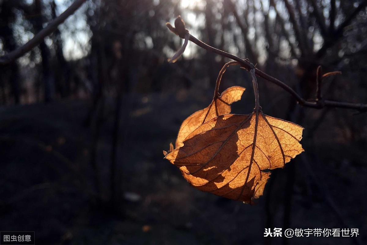 人生感悟的句子，句句激励，送给心情失落的人