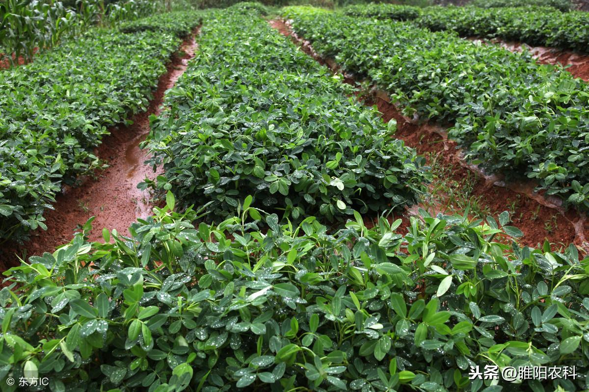 甲拌磷是什么农药（甲拌磷是什么农药毒性）-第4张图片-昕阳网