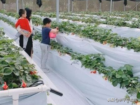 东莞哪里有草莓园(还在买4块钱一颗的草莓？广州藏着个有机高架草莓园，免费又好玩)