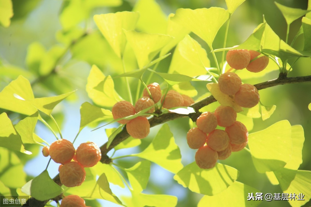 银杏树的种植方法和养护(银杏树的种植方法和养护视频)