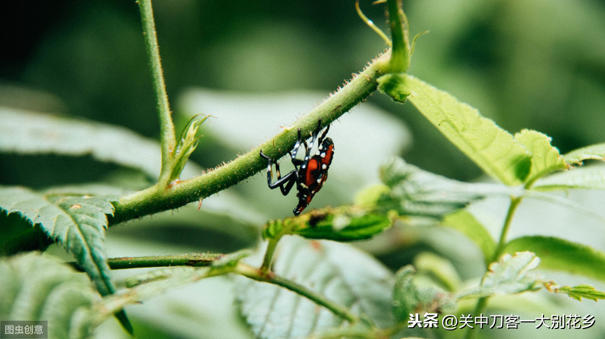 初中语文：《昆虫记》名著导读+知识点+中考真题练习