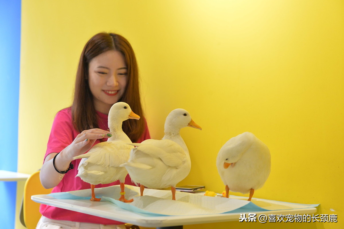 柯尔鸭寿命有多长（鸭界新宠儿柯尔鸭养护指南）