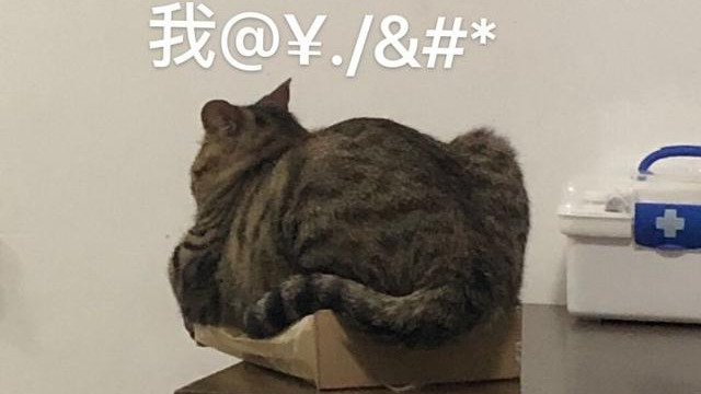 猫咪飞机托运要花多少钱？其实自行托运比某宝便宜且安全的多