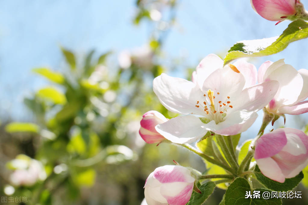 草蛇灰线是什么意思（红楼梦重要的写作方法分享）