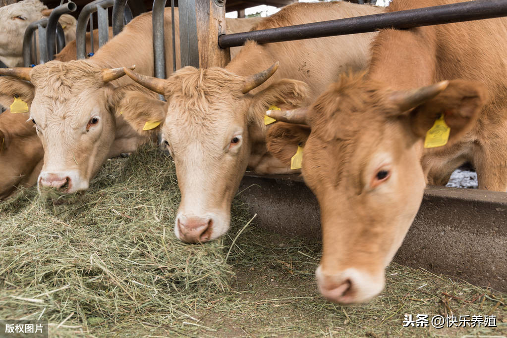 一头牛犊要12000元，养牛还能赚钱吗？