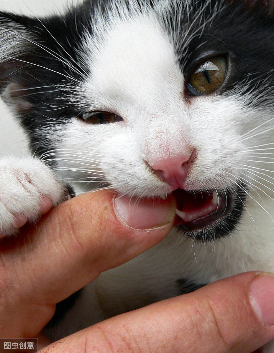 铲屎官：猫喜好吞食啃咬拖鞋是什么原因？关于猫的异食癖带你了解