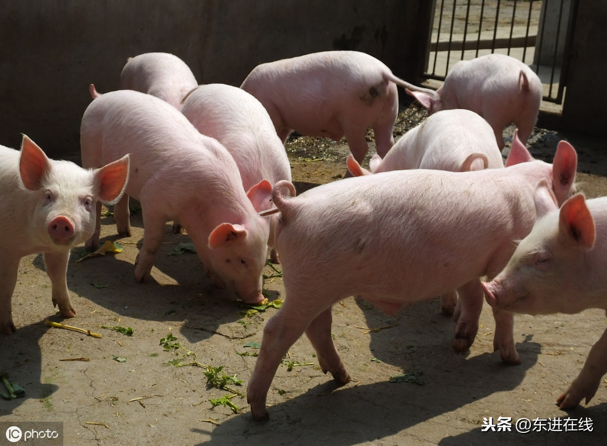 成都猪头肉价格今日价（成都猪头肉批发市场）