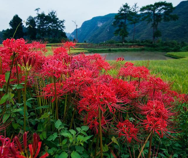 彼岸花养在家里忌讳(2种花别养屋里头，老人都忌讳，如果家里有，赶快搬出去)