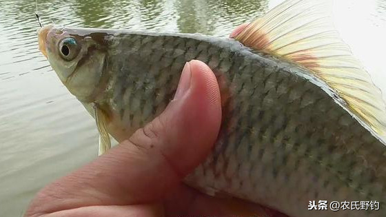 土鯪和其它鯪魚的區別