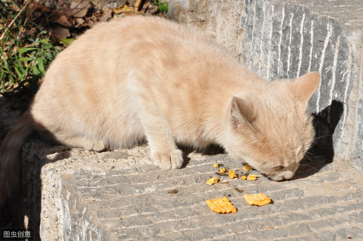 “牛磺酸”对猫咪来说不可或缺，但是怎么补充才能算科学