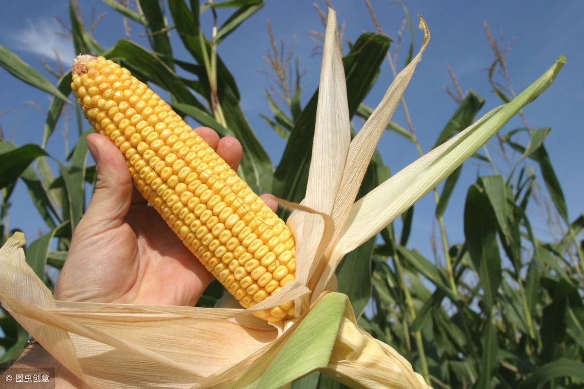 玉米供大于求行情上升困难，短期内仍将处于低迷状态（2月28日）