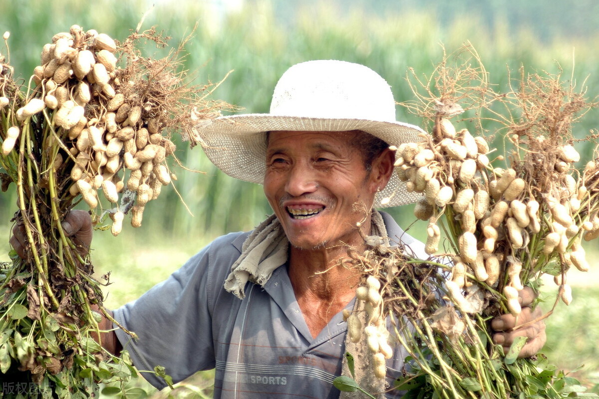 生花生米如何保存长久（生花生米冷藏还是冷冻）-第3张图片-巴山号