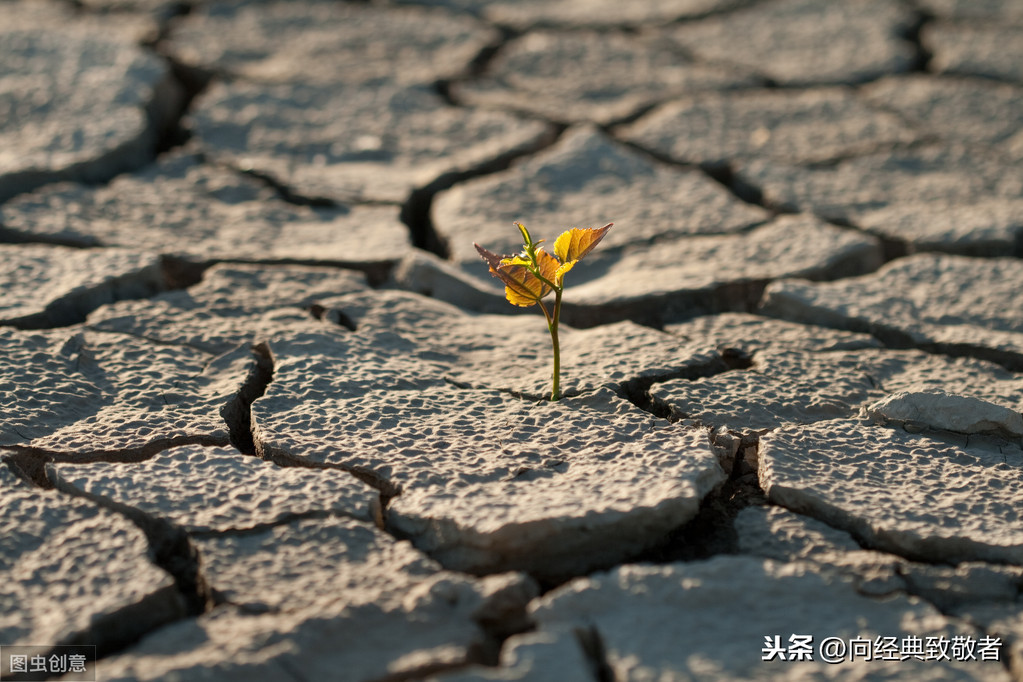 「节选」冰心：愿你生命中有够多的云翳，来造成一个美丽的黄昏