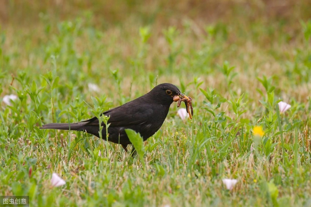 烏鶇鳥吃什麼食物(這5種鳥食簡單易得能養好烏鶇)