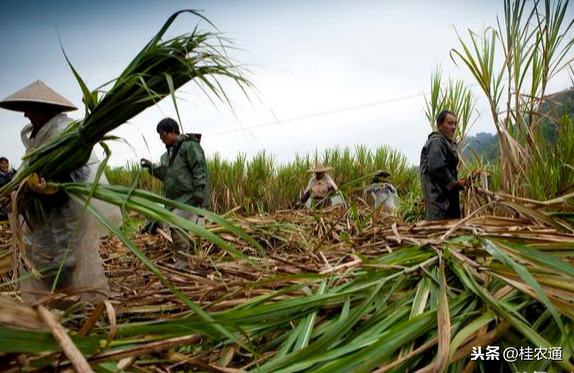 广西农民砍甘蔗最累最辛苦，为啥却不想用机械化砍收？