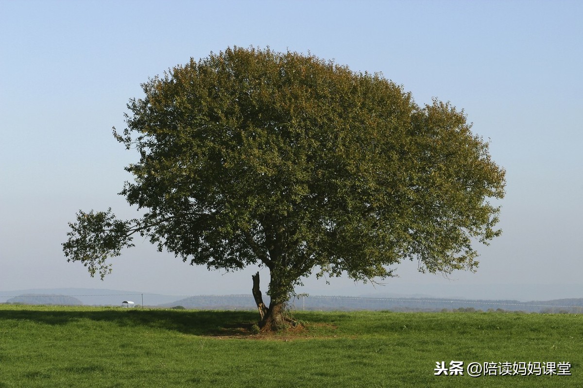 1-6年級常考量詞,動詞,形容詞