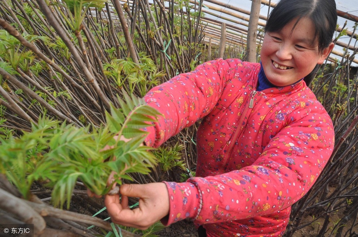 香椿種植技術與管理(大棚香椿種植技術與管理視頻)-第1張圖片-巴山號