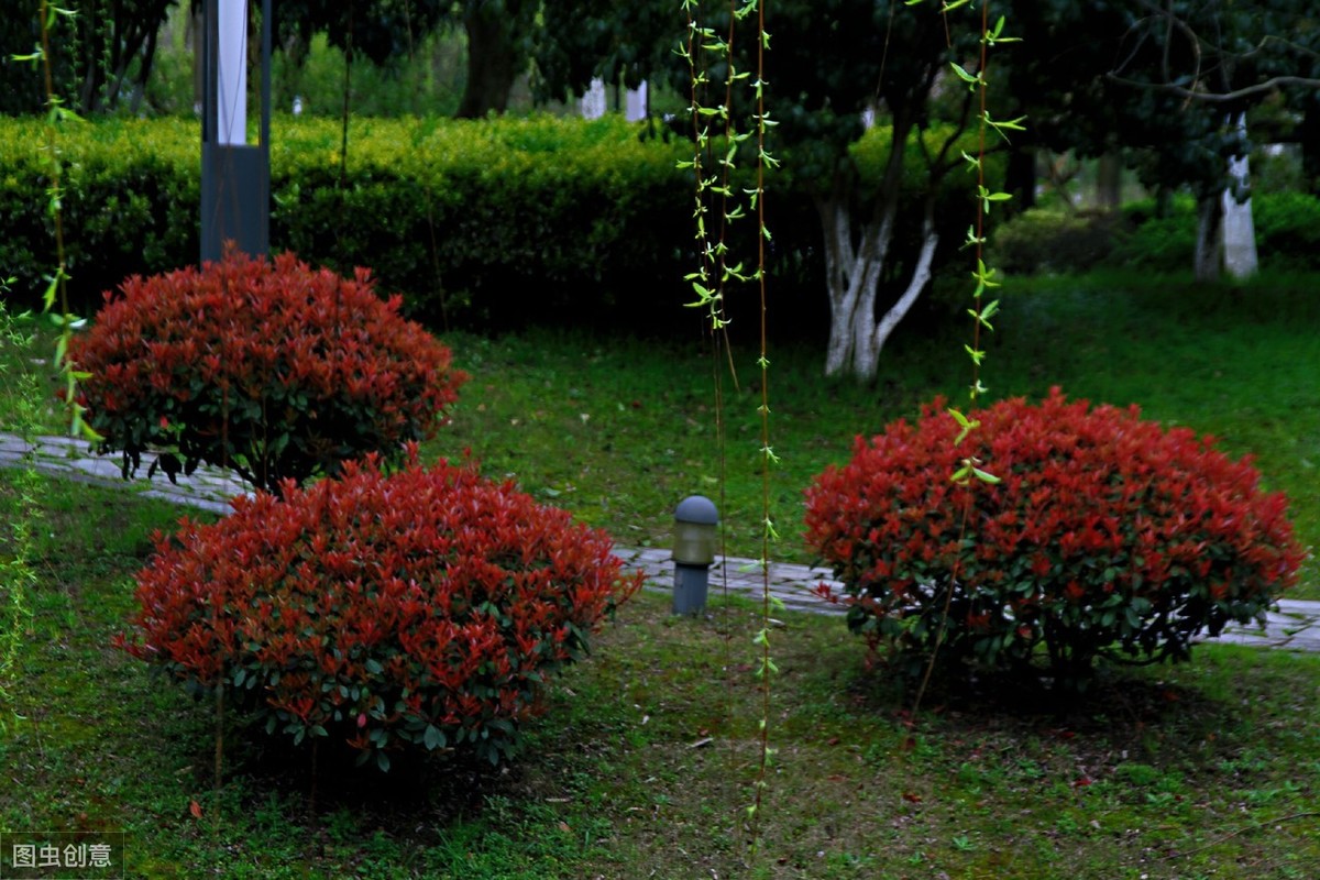庭院必栽彩叶树-红叶石楠，多元造型与养护，低端苗木玩出高大上