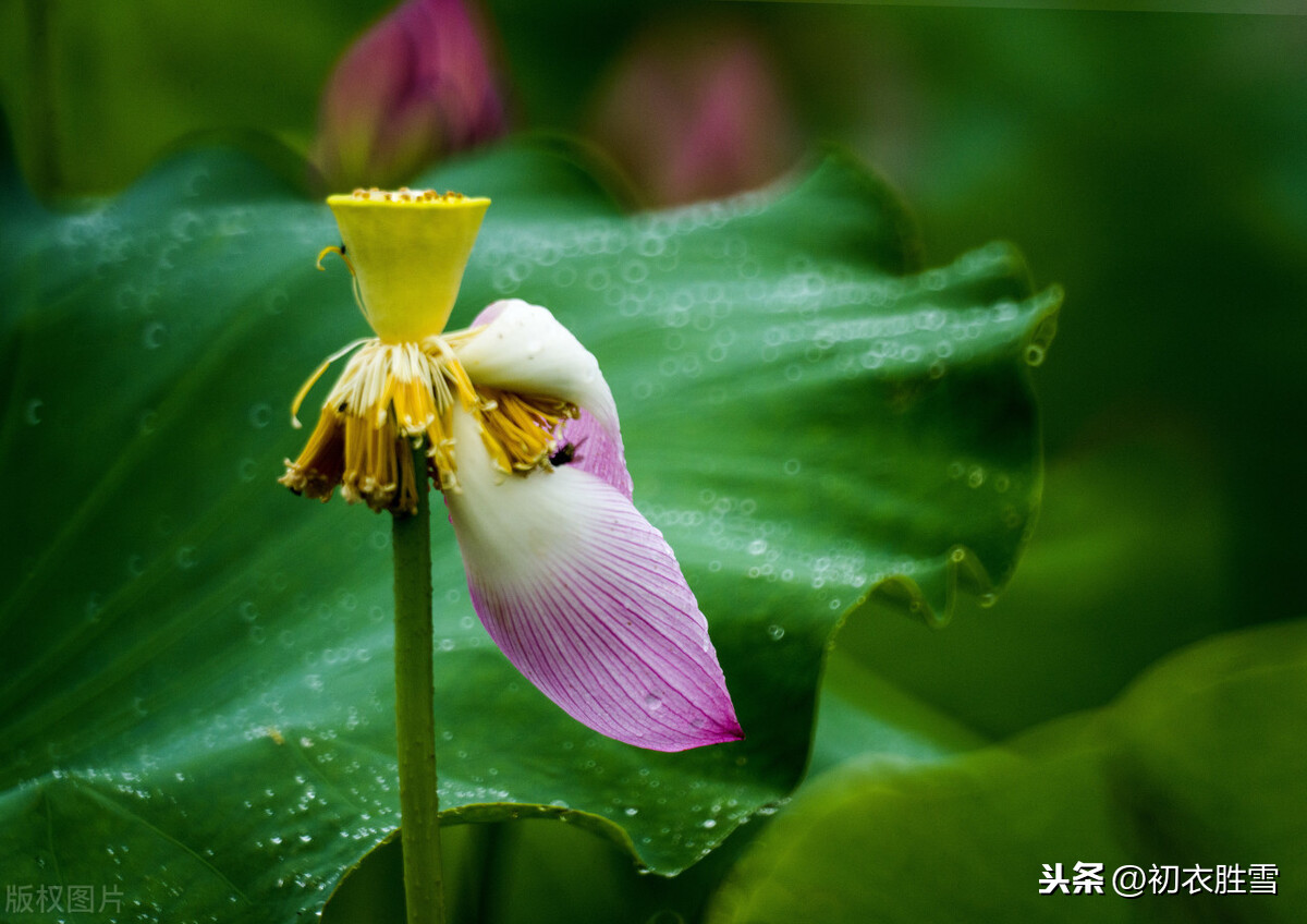 处暑节气美诗7首：一雨洗残暑，初秋生嫩凉