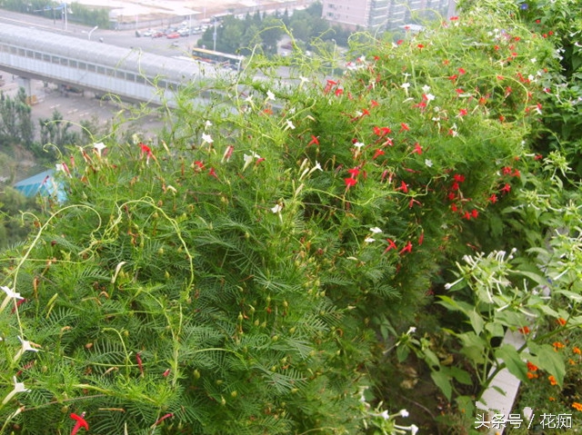 茑萝花，这样养，一棵也能爬满你家整个篱笆墙！