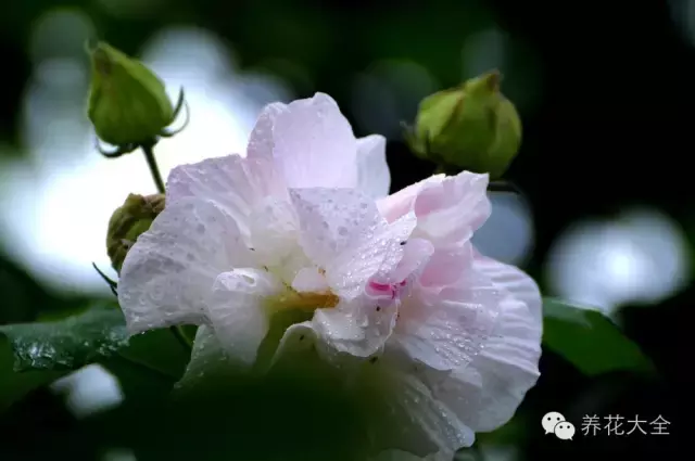 绝技｜人间绝色——木芙蓉！