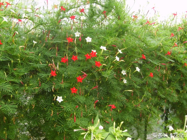 茑萝花，这样养，一棵也能爬满你家整个篱笆墙！