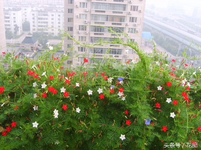 茑萝花，这样养，一棵也能爬满你家整个篱笆墙！