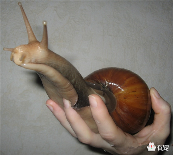 动物之最有哪些（十种世界上最大的生物盘点）