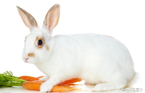 慢性肺病命例 戊申年 丙辰月 丁卯日 辛亥时 达一风水网