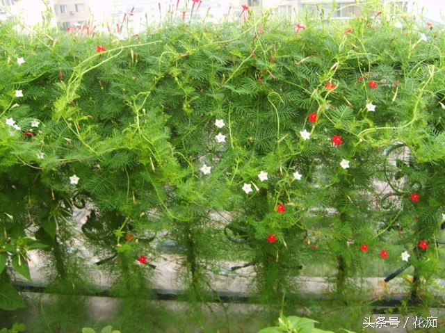 茑萝花，这样养，一棵也能爬满你家整个篱笆墙！