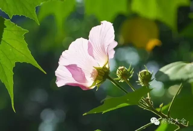 绝技｜人间绝色——木芙蓉！