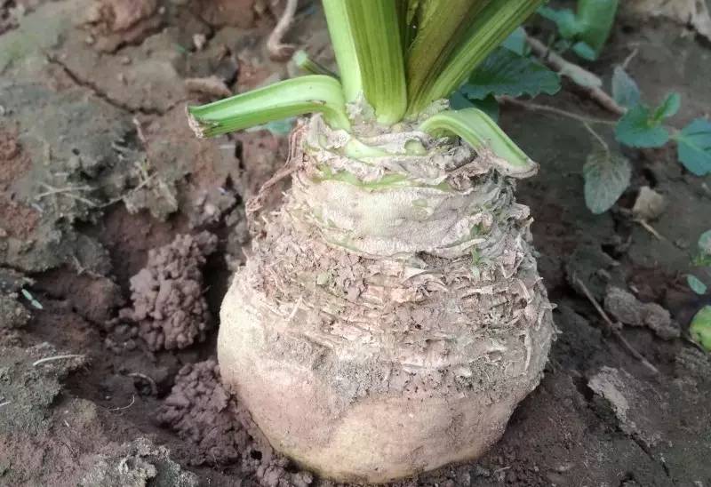 根达菜种植时间与方法（根达菜种植技术）-第3张图片-科灵网