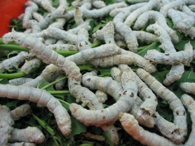 就已经有了雏形,当时名唤"内府仙方",药物组成及用法用量是,"僵蚕二两