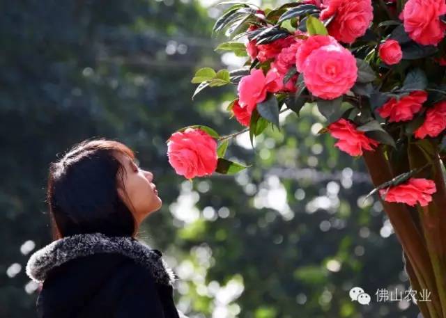 茶花怒放！就在佛山植物园！