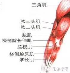 四柱、斜板、手倒立这些支撑你总做不好，手臂力量练对了吗？