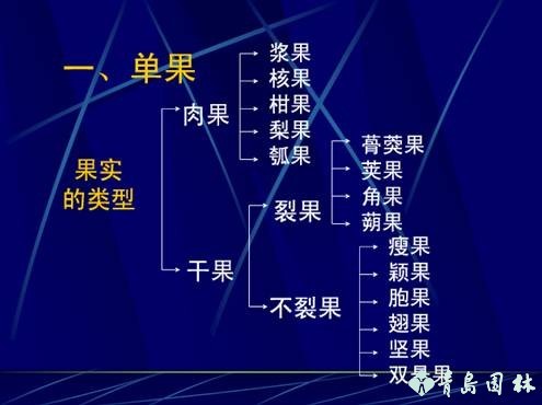 果实类型的区别（了解果实类型的分类及区别）