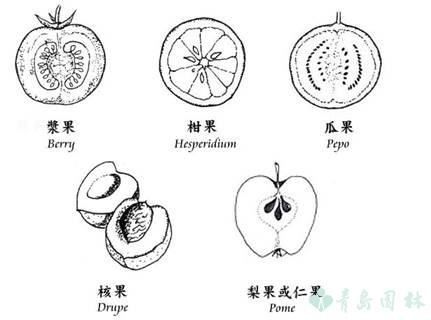 果实类型的区别（了解果实类型的分类及区别）