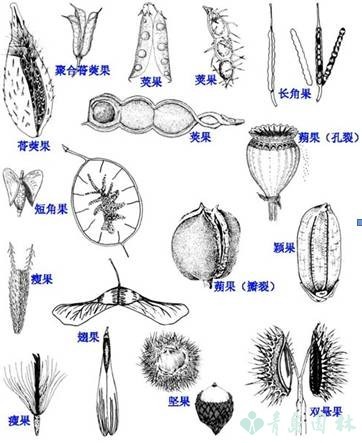 果实类型的区别（了解果实类型的分类及区别）