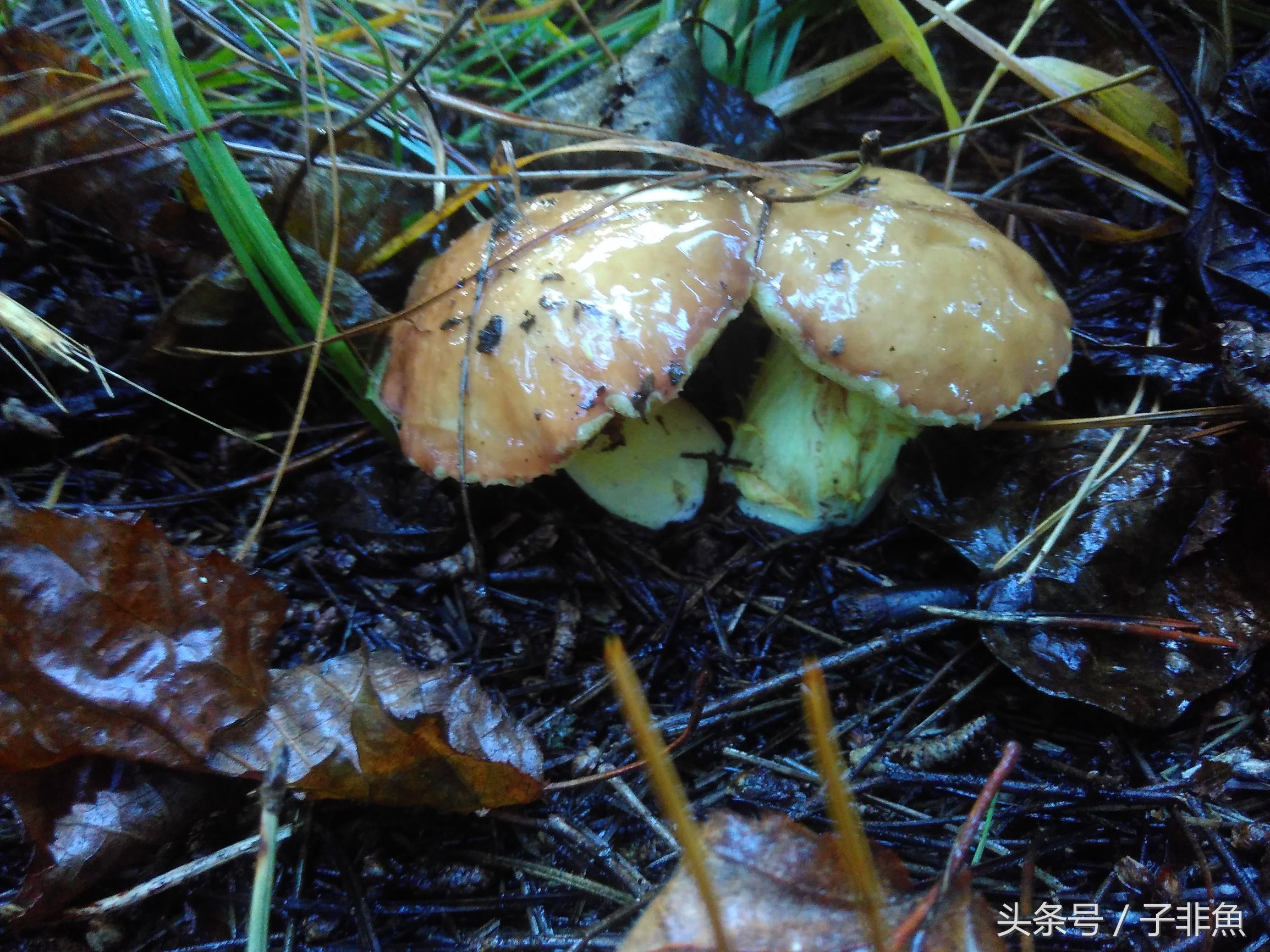 东北红蘑 学名血红铆钉菇  别名松树钉。不能人工养殖的