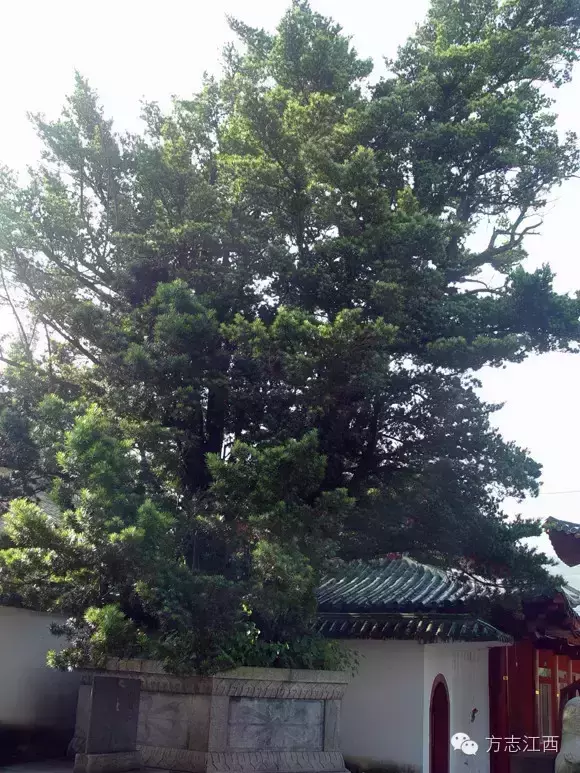 寻访净土宗祖庭、位于庐山西麓的东林寺