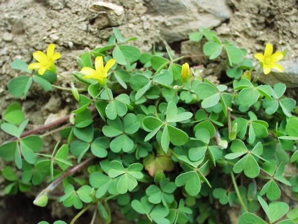 六叶草的含义 _飞翔号