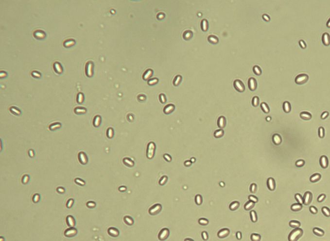 布朗运动电影剧情「详细介绍」 _晶羽科技