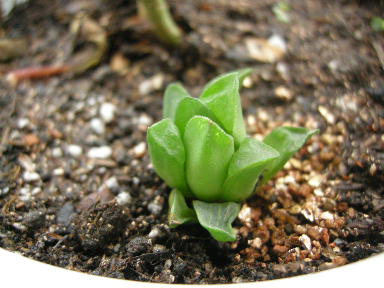 多肉植物，种植营养土，植料介绍