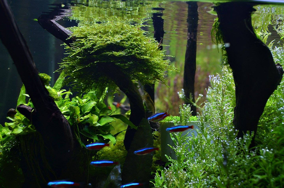 家居水景丨水草造景缸添加合适鱼类的方法