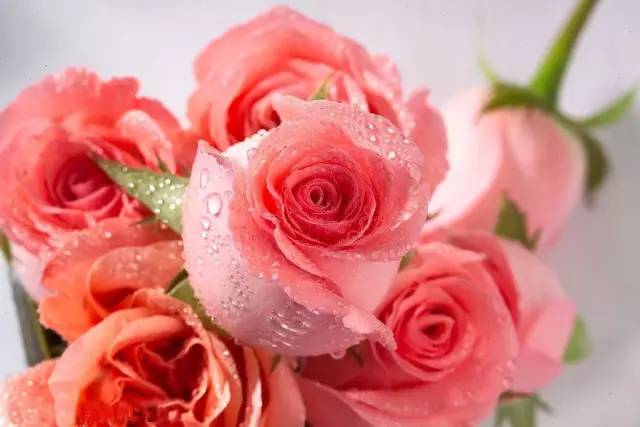 玫瑰粉色的寓意（每一个玫瑰都代表着不同的花语）