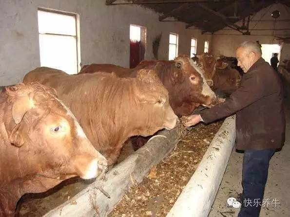 一頭牛多少錢,一頭牛多少錢2022