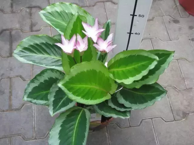 觀花竹芋