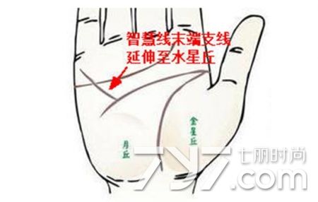 智慧线上翘到水星丘 手相学之智慧线分叉水星丘图解